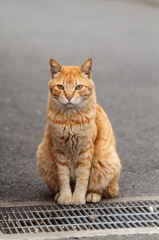 江ノ島の猫