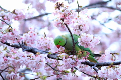 桜がおいしい季節