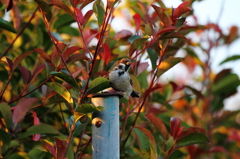 紅秋