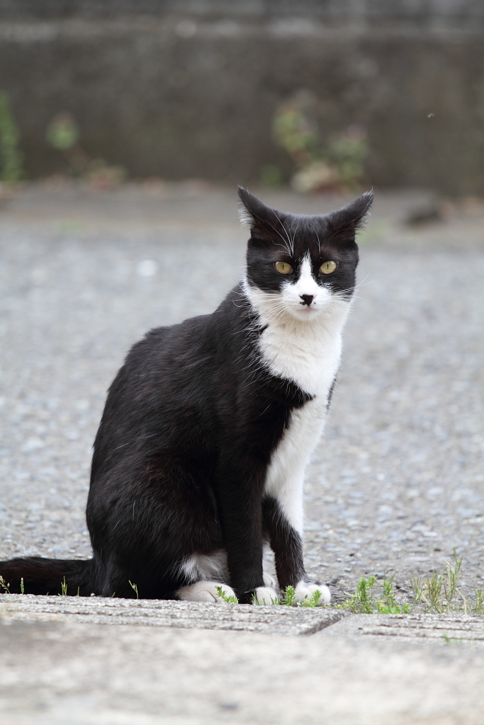 フランクなバットマン