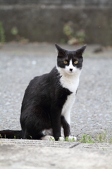 フランクなバットマン