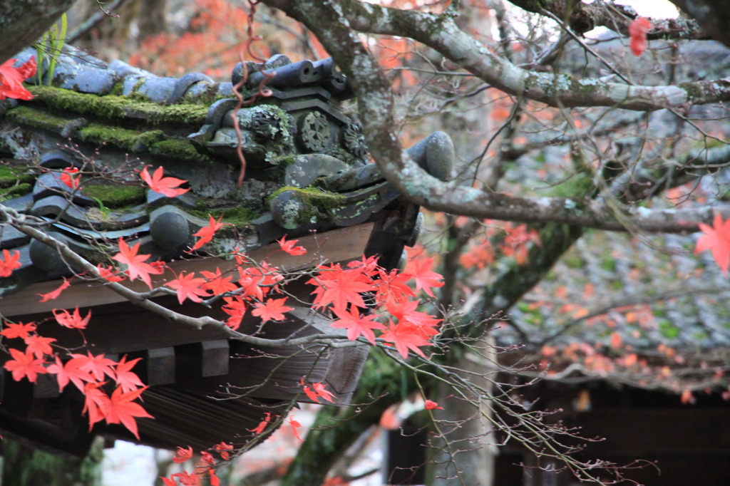 momiji