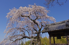 幸せの鐘