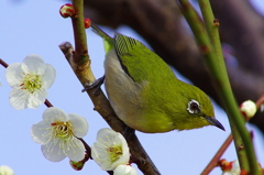 次の花は・・・