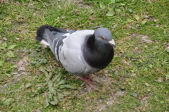 photo1117799