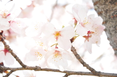 明るい桜