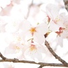 明るい桜