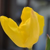 Yellow Tulip