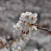 春が来た