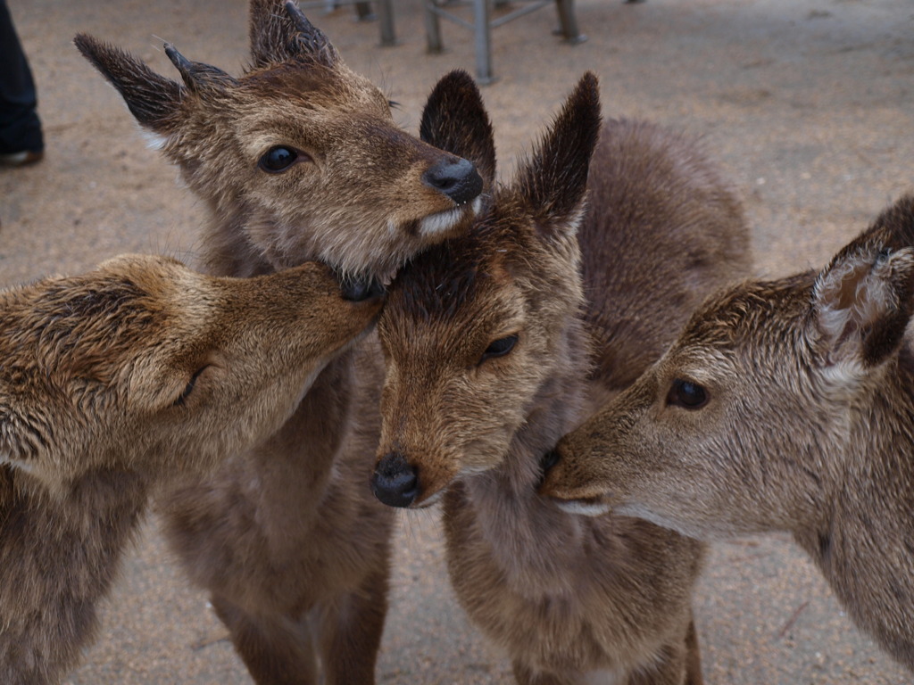 ふれあい２