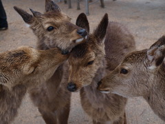 ふれあい２
