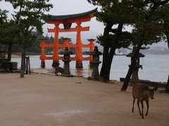鹿の歩み