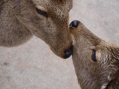 ふれあい