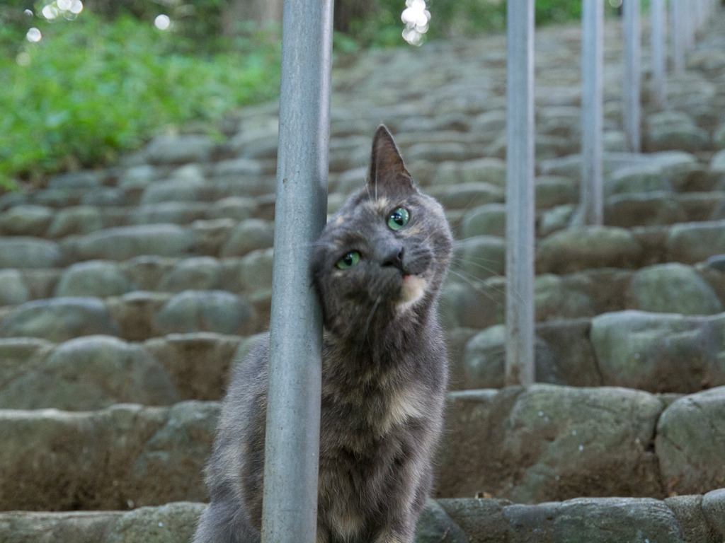 猫