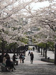 桜の回廊２