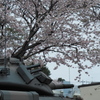 桜と戦車