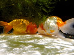 Gold Fish`s Kiss