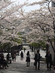 桜の回廊１