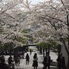 桜の回廊１