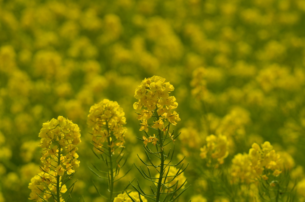 街の中の菜の花