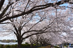 食総研の桜