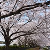 食総研の桜