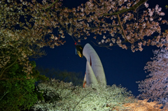 万博の夜桜
