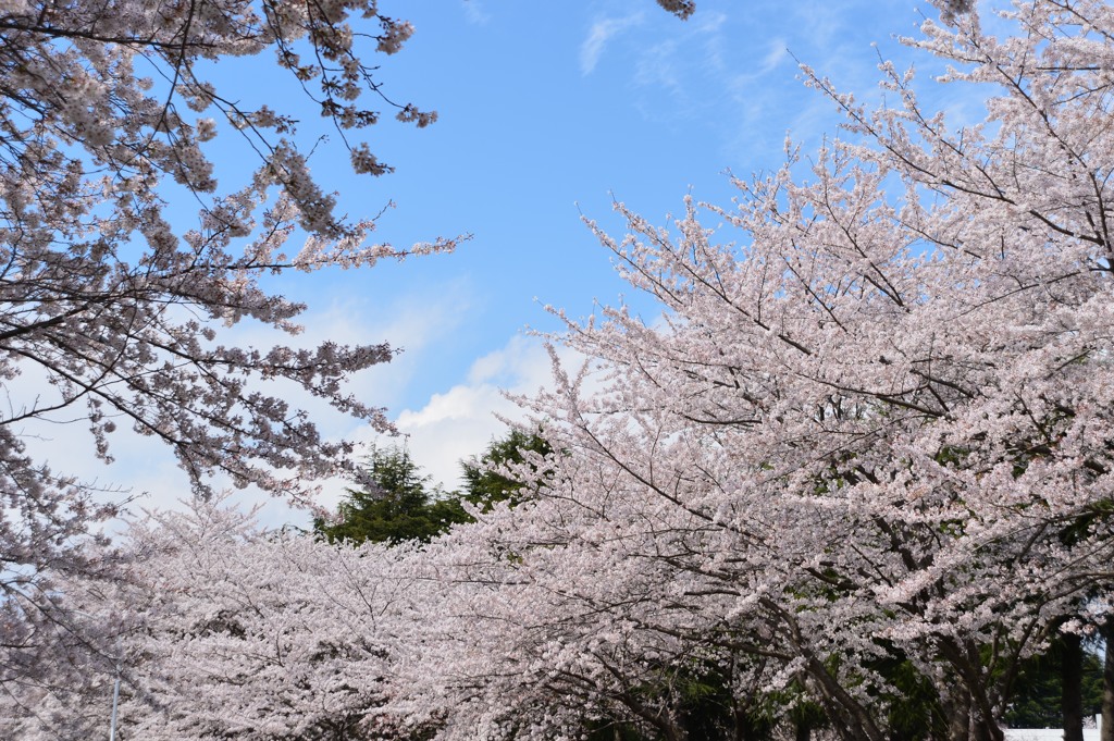 晴れ間と桜