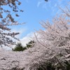 晴れ間と桜