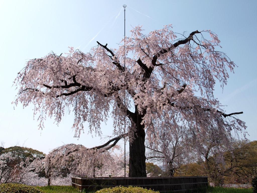 枝垂れ桜