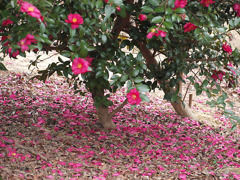 山茶花