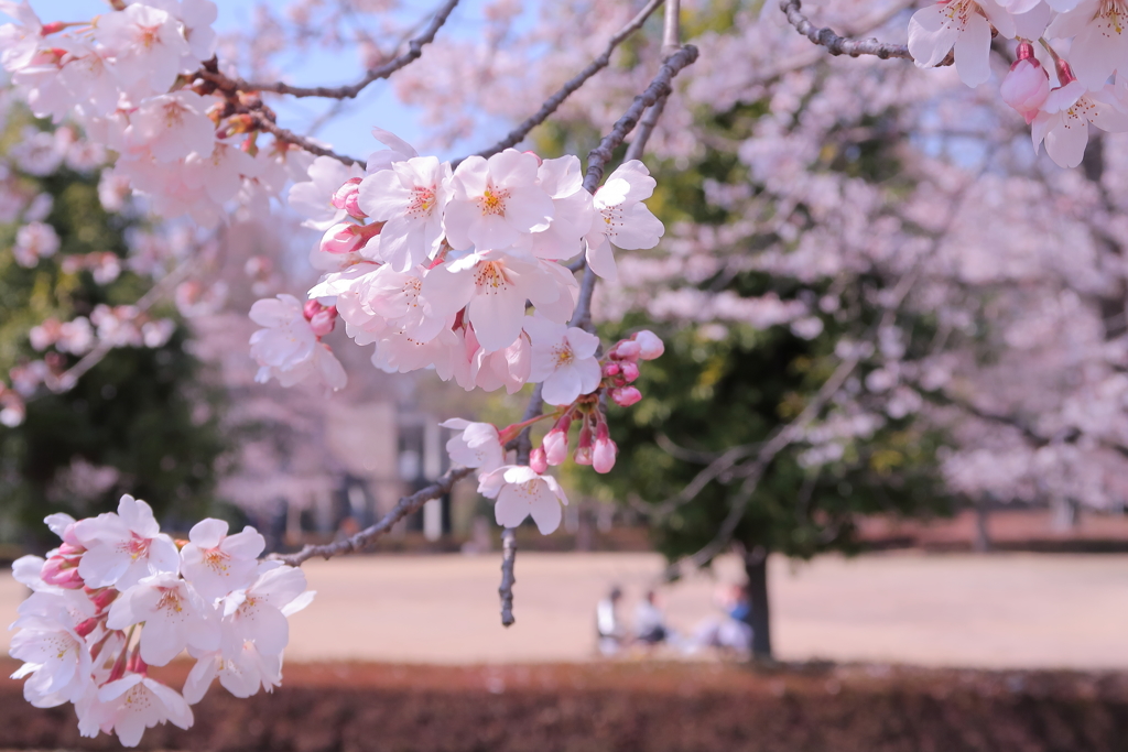 お花見びより