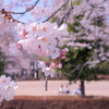 お花見びより