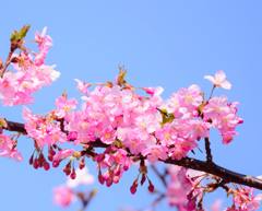 お花の中でかくれんぼ☆