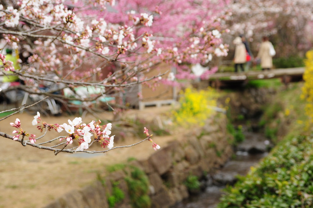花見山の桜_川辺にて
