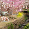 花見山の桜_川辺にて