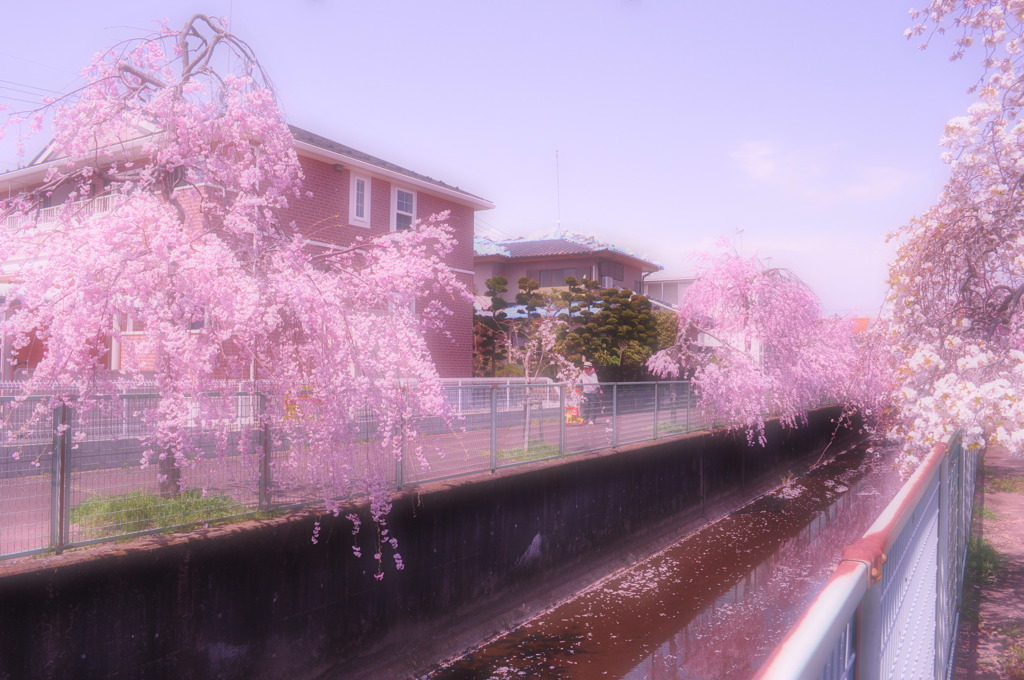 桜川