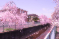 桜川