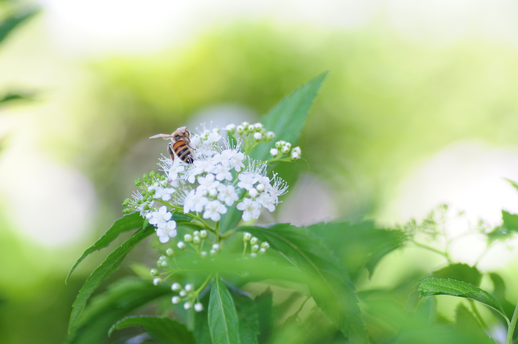 ハチが飛ぶー