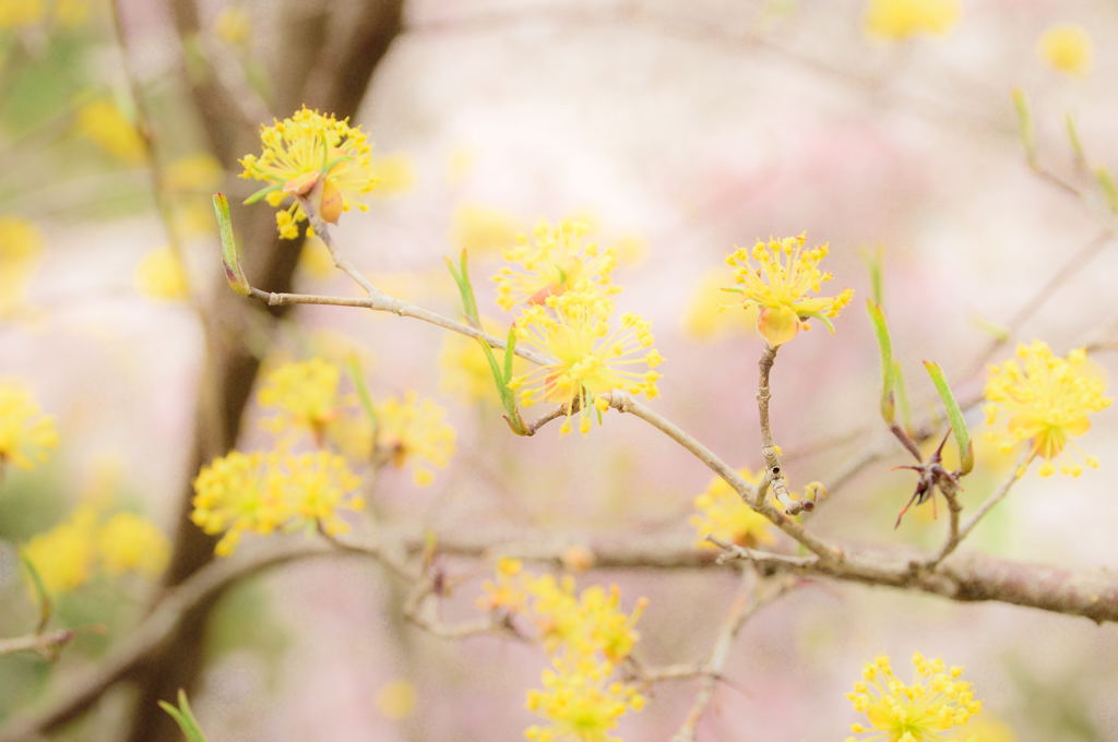 線香花火のように
