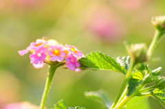 お菓子みたいな花☆