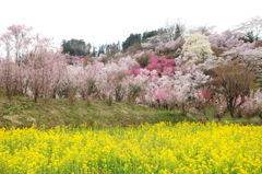 花見山の桜