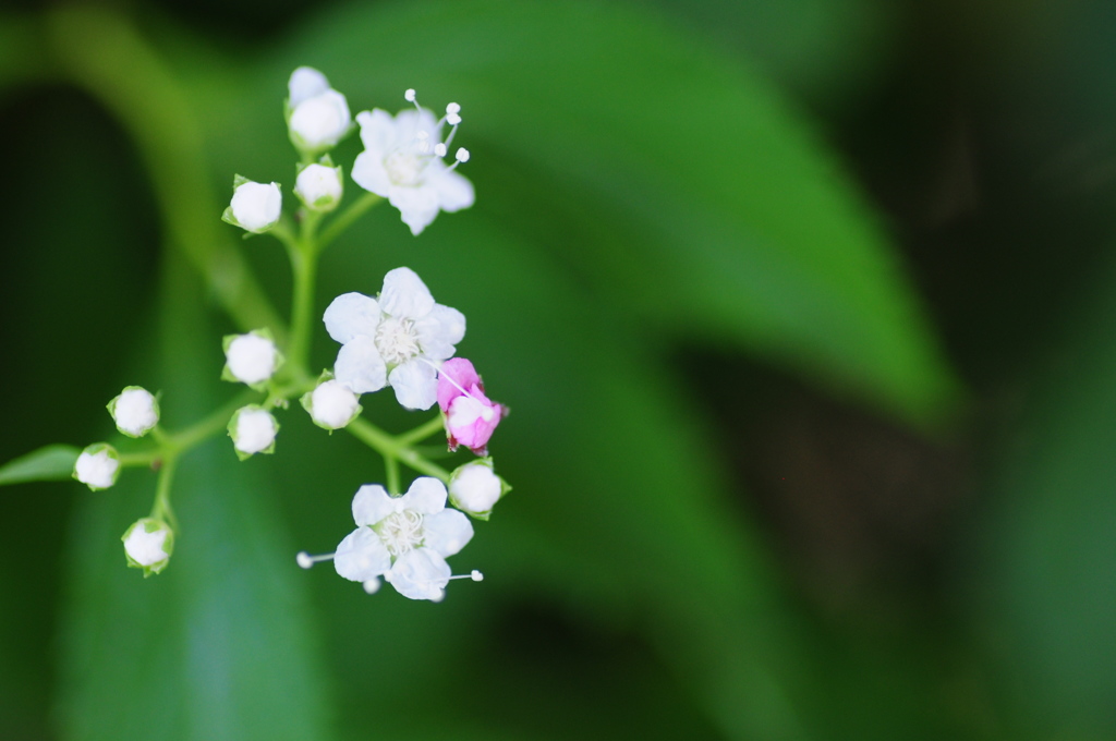 星がたのお花★