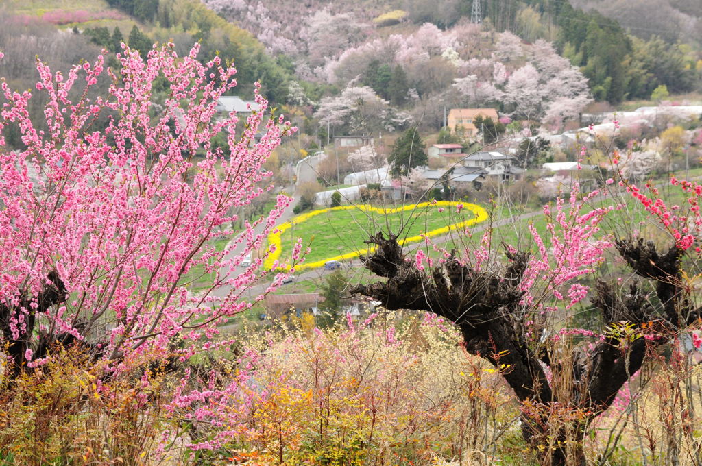 ♪桜のピンクと菜の花ハート♪