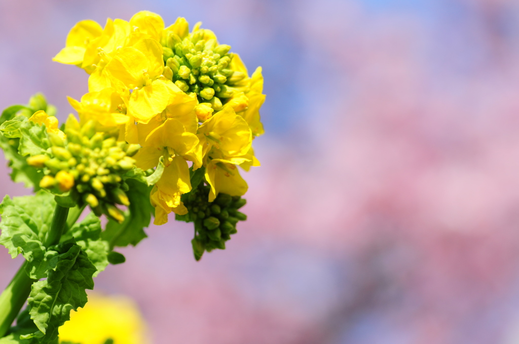 桜といったら