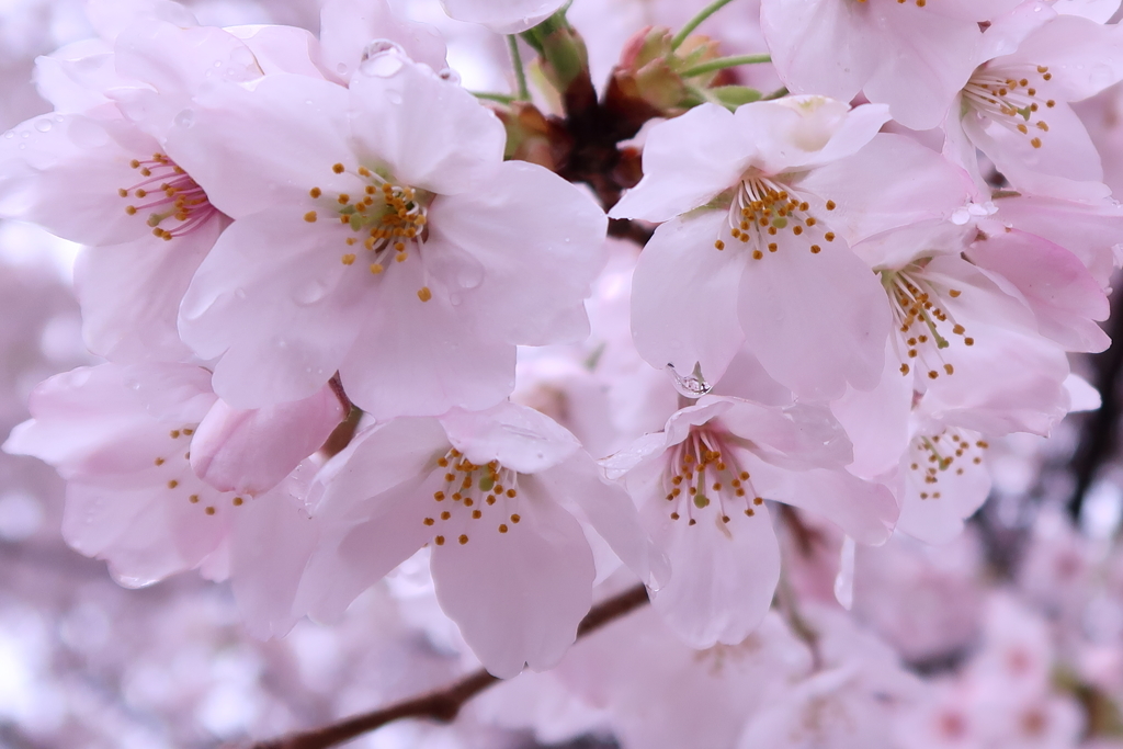 うるんだ桜