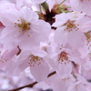 うるんだ桜