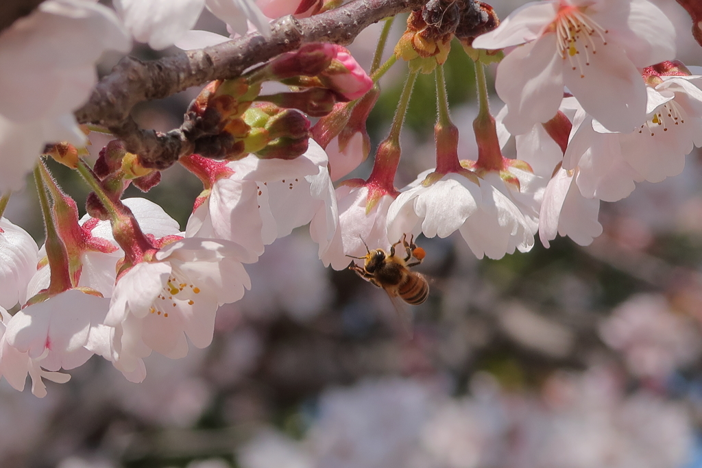 はなの蜜を求めて