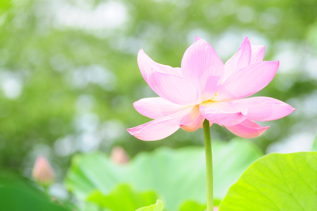 蓮の花ビラ開く頃