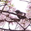 つんつん